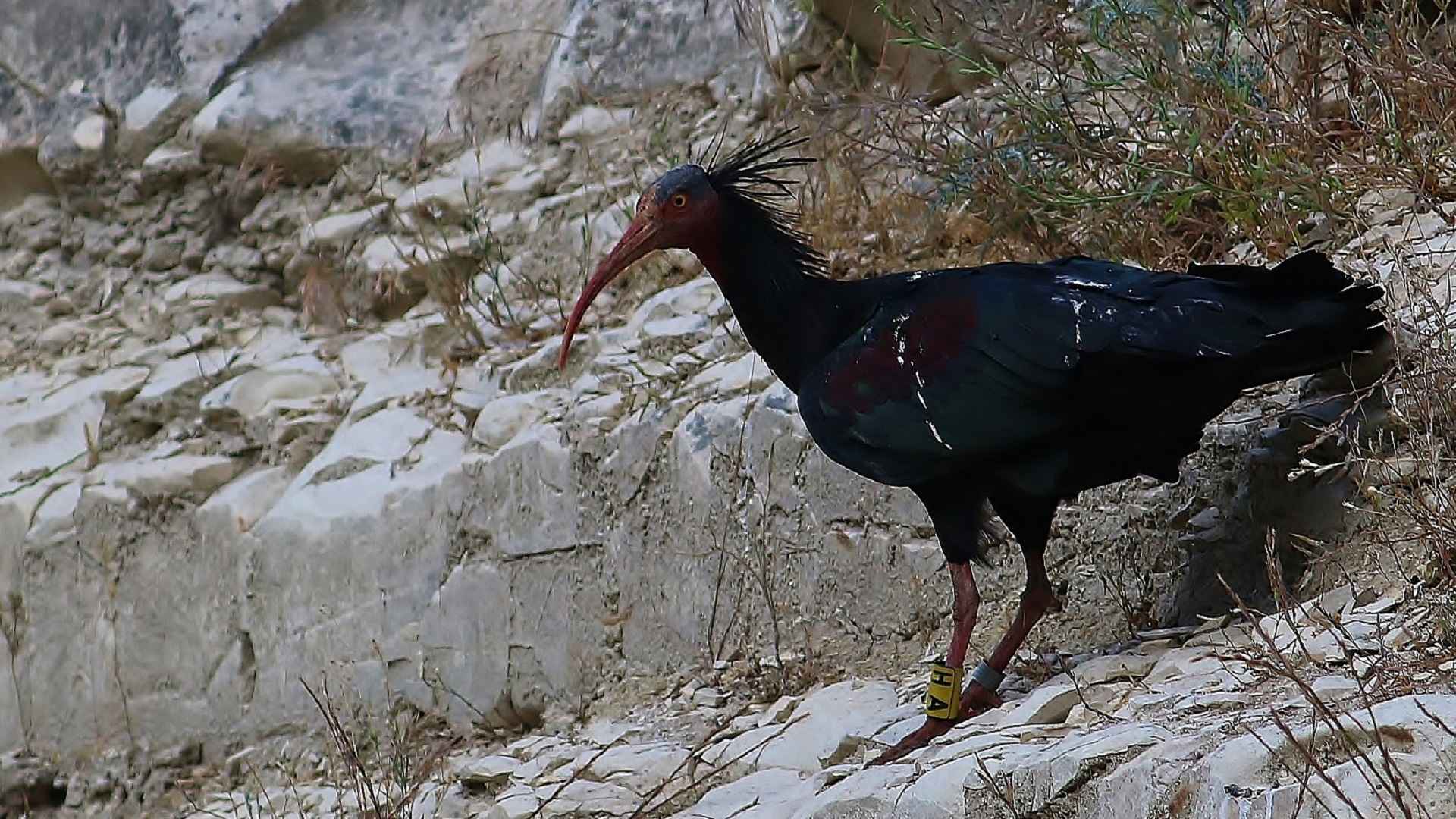 Kelaynak